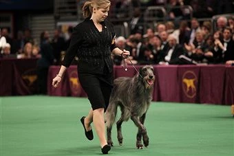 Hickory - Scottish Deerhound Hickory - Scottish Deerhound