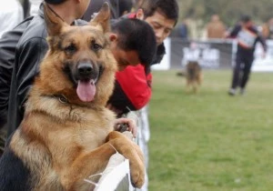 Dogs Perform At A German Shepherd Dog Show Dogs Perform At A German Shepherd Dog Show