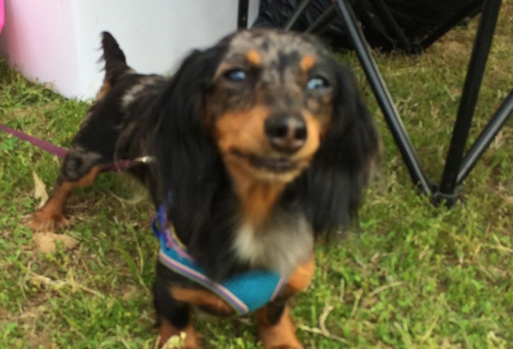 Community Home Health Pets (Staff Photo)