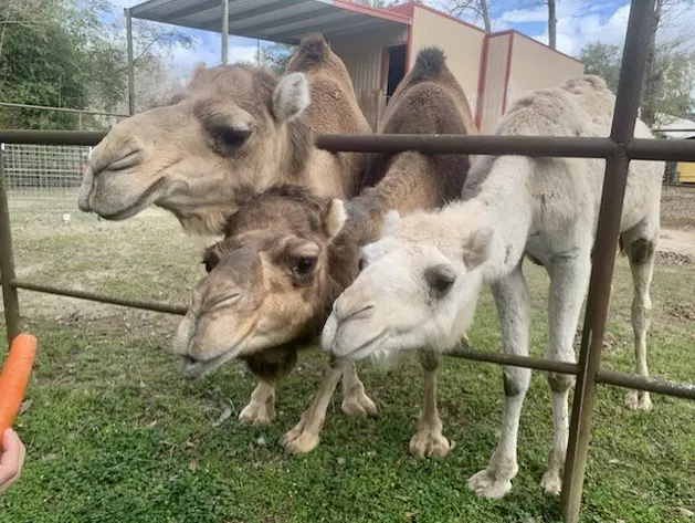 Camels at Zoosiana