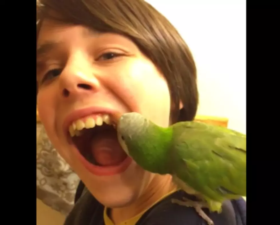 A Parrot Pulls Out A Boys Loose Tooth [FUNNY VIDEO]