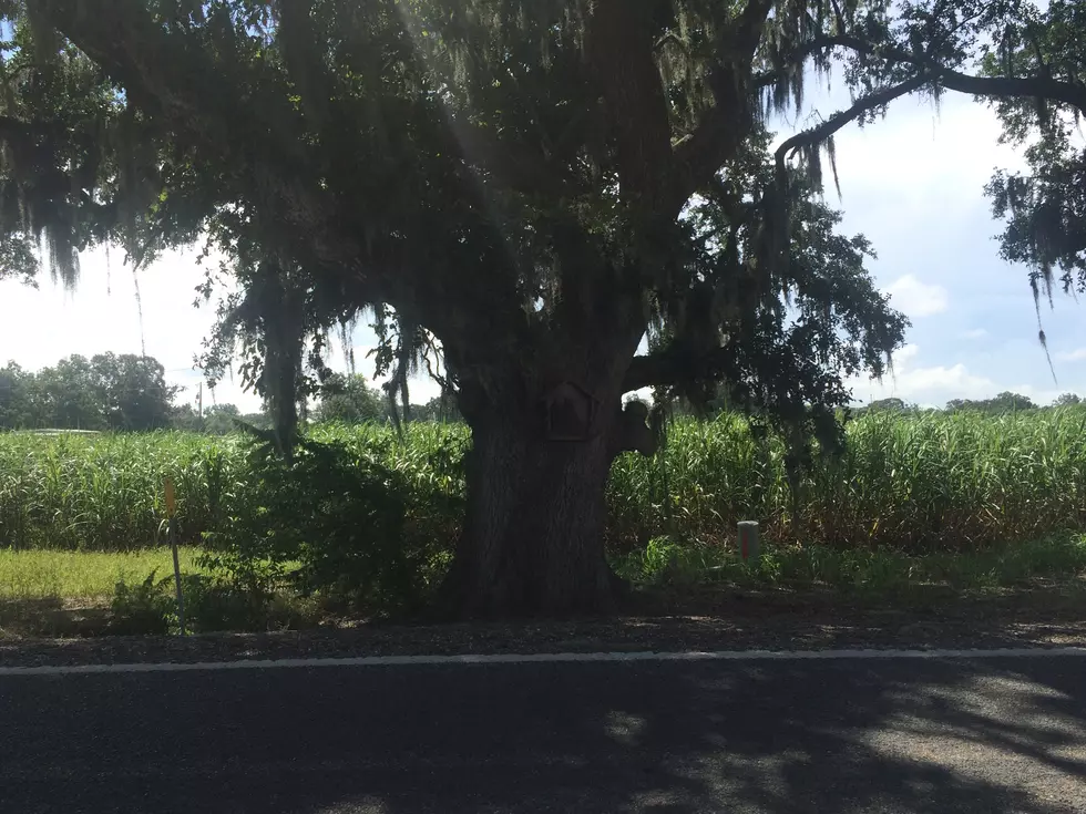 Two Events Scheduled In Lafayette To Celebrate Arbor Day