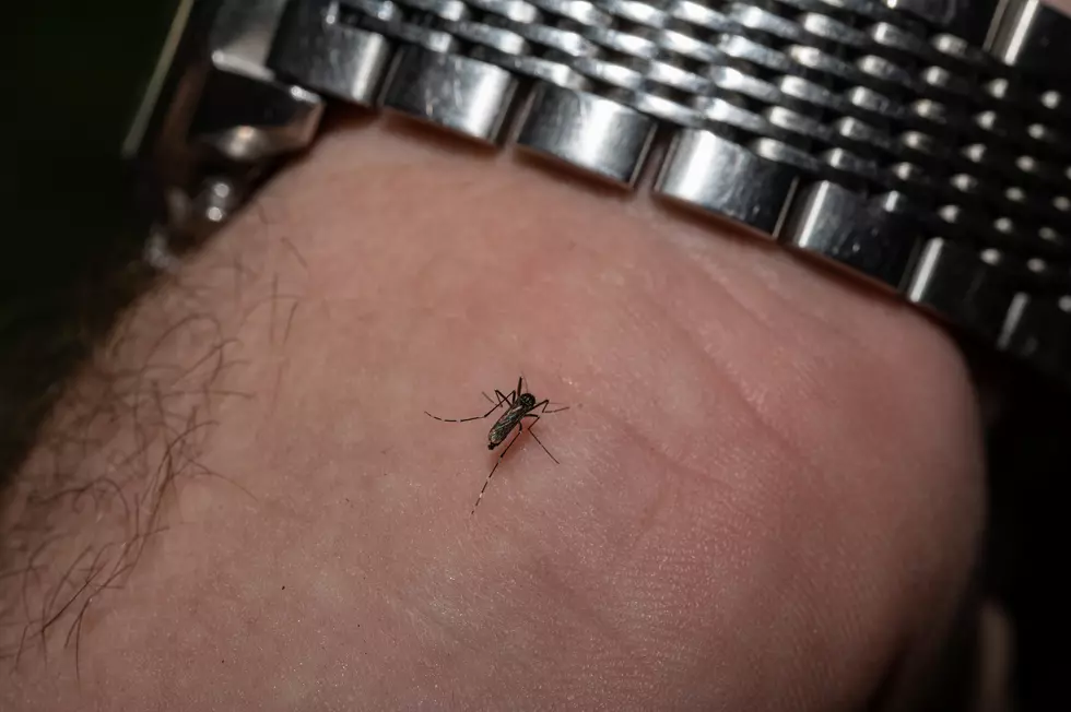 People in Louisiana Swear This Will Keep Mosquitos Away Better Than Anything