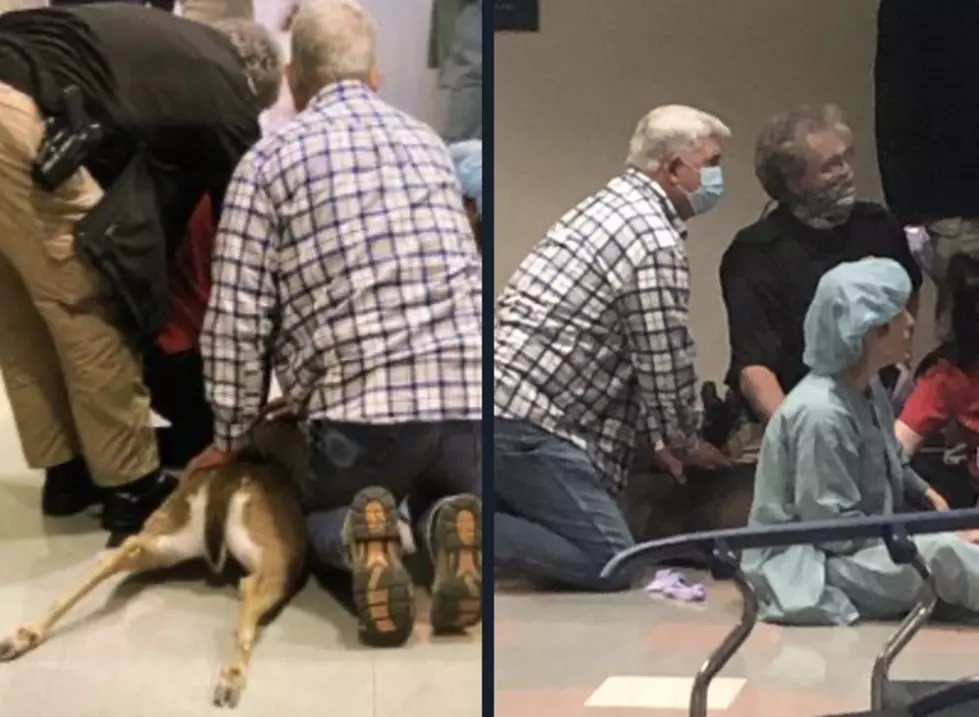 Deer Captured After Casually Wandering into Our Lady of the Lake Hospital in Baton Rouge